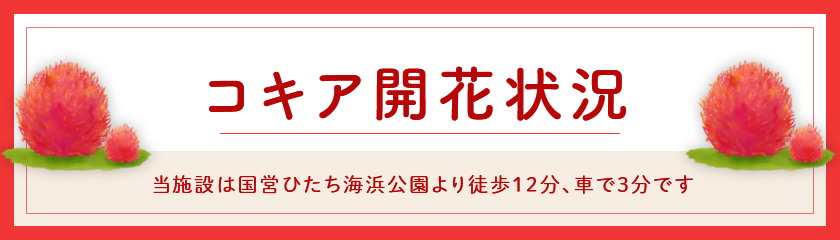 国営ひたち海浜公園 コキア開花状況