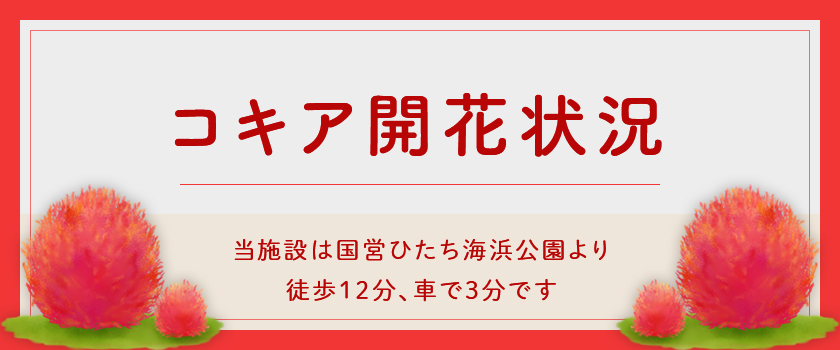 国営ひたち海浜公園 コキア開花状況