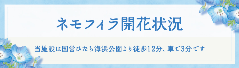 国営ひたち海浜公園 ネモフィラ開花状況