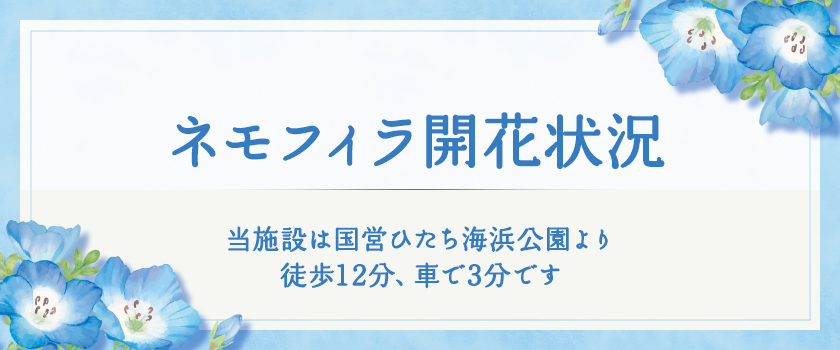 国営ひたち海浜公園 ネモフィラ開花状況