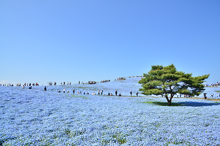 ひたち海浜公園